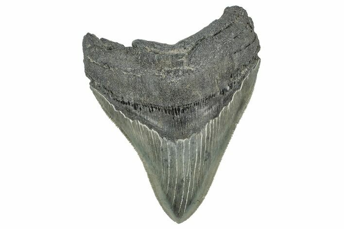Serrated, Fossil Megalodon Tooth - South Carolina #327560